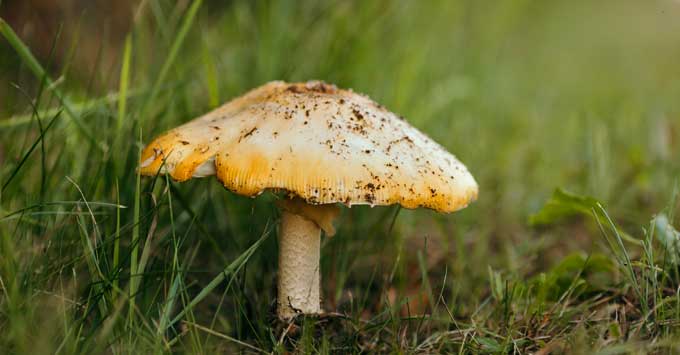 A single mushroom surrounded by grass.