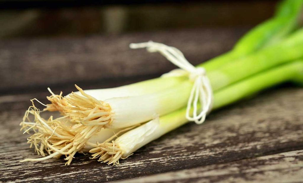 Spring onions tied together with string.