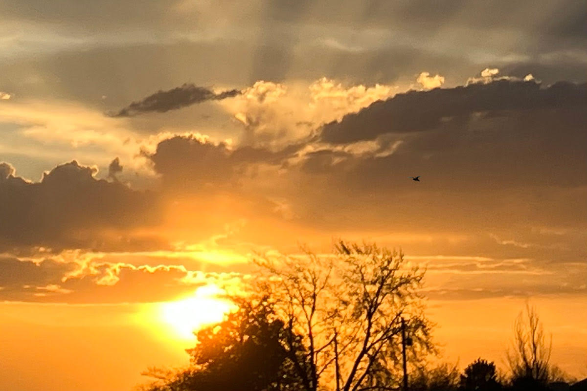 Healing MS Naturally – a beautiful golden sunset with a silhouette of a duck flying by, representing hope and wellness.