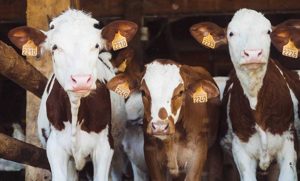 Three calves with ear tags.