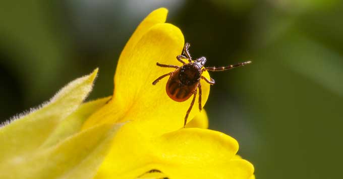 A tick on a yellow flower.