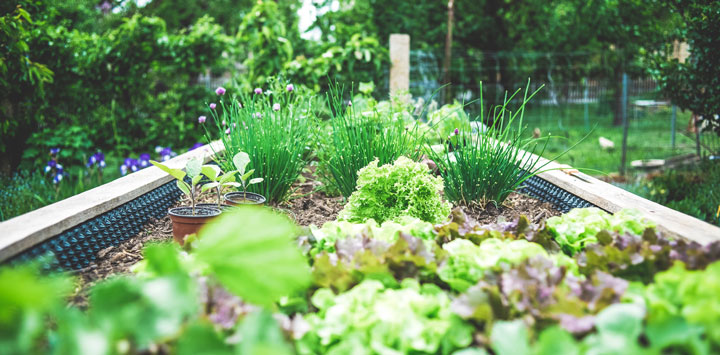 A vegetable and herb garden.