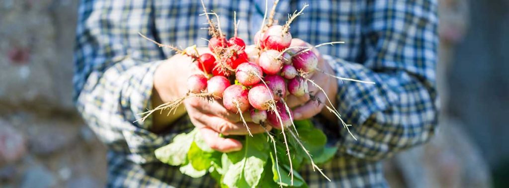 Woman holding radishes just picked from the garden.