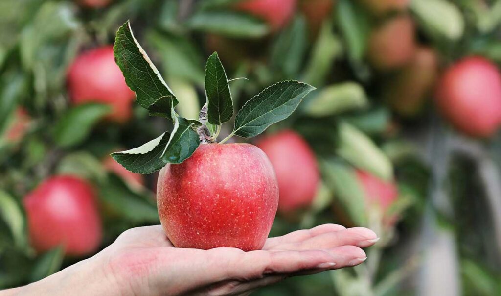 Woman holding an apple in an apple orchard.