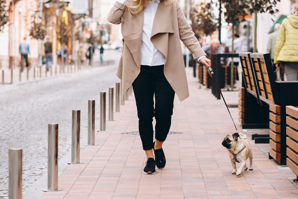 Woman walking on brick sidewalk waking her pug dog.