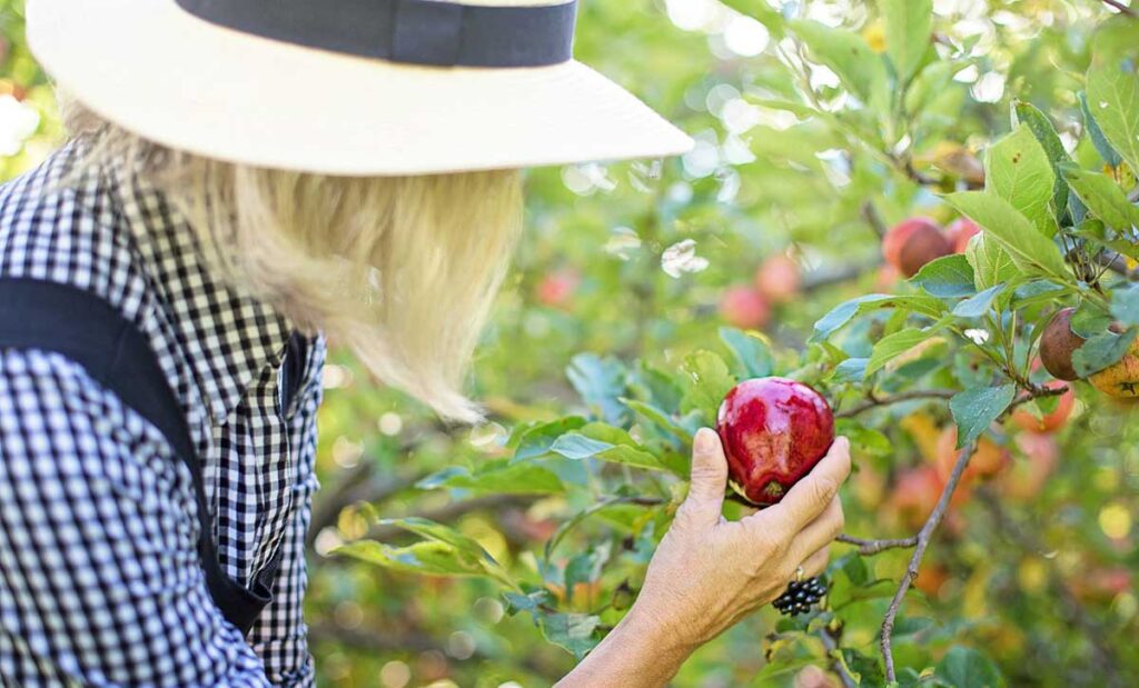 Woman wearing a hat picking a red apple