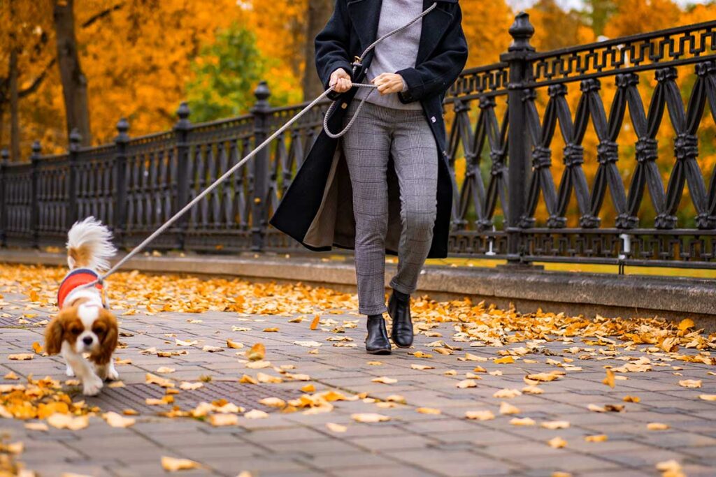 A young woman with a dog walks in the autumn park.